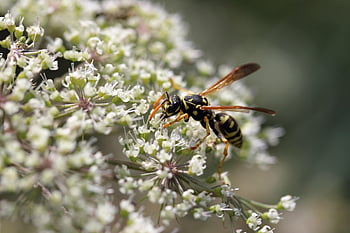hmyz, vosa, entomologie, opylování, makro, rostlina, Příroda, umbel květiny