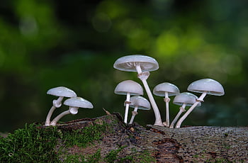 houby, kniha hlen ústřičná, podzim, jedlá houba, lamely, mykologie, divoká houba, agaric