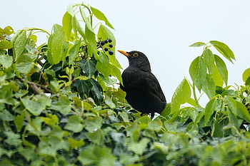 blackbird, bird, nature, songbird, bird Watching, animal, wildlife, green