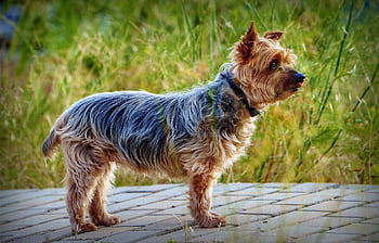 yorkshire Terrier, dog, pet, small Dog, cute Dog, nature, adorable Dog, animal, mammal, canine, domestic Dog