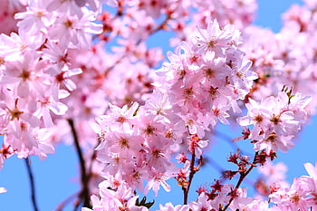 ανθοφορία κεράσι, Ιαπωνικά, prunus serrulata, φόντο λουλουδιών, άνθος κερασιάς, διακοσμητικό κεράσι, δέντρο, ροζ, άνοιξη, άνθος, ανθίζω