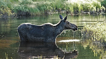 elg, hører efter, alle ører, vådområder, sommer, våd, Advarsel, natur