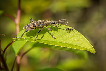 黒い斑点のあるカミキリムシ、 甲虫、 昆虫、 ラジウムモルダックス、 自然、 動物、 節足動物、 閉じる、 ファンタジー、 動物相、 無脊椎動物