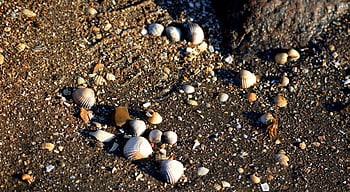 shellfish, stones, watt, coast, sand, nature, wadden Sea, dithmarschen, peel, ebb