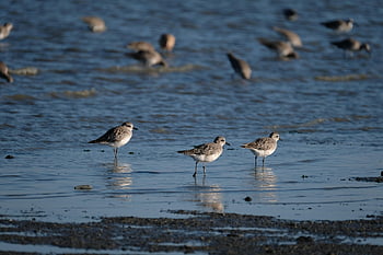 kulík černý, ptáků, moře, Šedý plover, kulík, mořských ptáků, zvířat, volně žijících živočichů, brodění ptáků, břehy, pobřeží