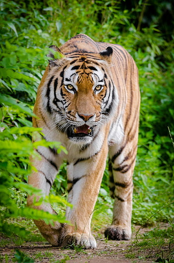 tiger, grønne planter, Brun land, dagtimerne, hård tiger, frodig grønt, vilde natur, Slående striber, prowling tiger, dyreliv fotografering, naturfotografering