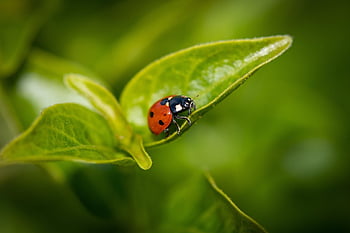 ladybird Beetle, ladybug, insect, coccinellidae, macro, entomology, nature, close Up, dotted Beetle, macro Shot, ladybugs
