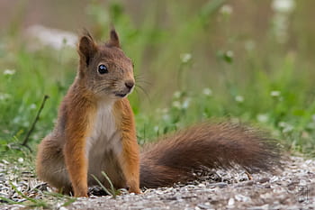 červená veverka, Sciurus vulgaris vulgaris, veverka obecná, zvíře, hlodavec, všežravý, stromový, kánon 60d, Sigma 150-500 mm, Norsko, kongsberg