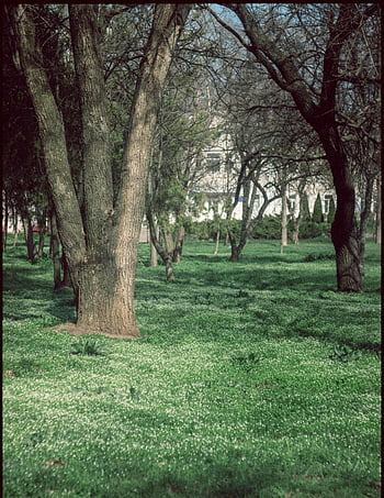 Baumstämme, grasbewachsener Rasen, Serene Park, üppiges Grün, hohe Bäume, blauer Himmel, Frieden, natürliche Schönheit, Outdoor-Szene, grünes Gras, weiße Blumen