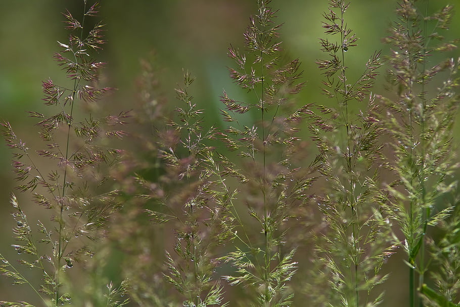 the Grass Bent Grass, hay, summer, morning, meadow, green, natural, dew, outside, violet, plants