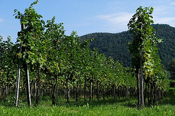 vinná réva, vinařství, vinice, hrozny, rostlin, zemědělství, Příroda, sklizeň