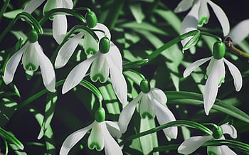 sněženka, jaro, příznaky jara, Příroda, bílý, květ, rostlina, květinové tapety, květinové pozadí, jarní sněženka, brzy bloomer