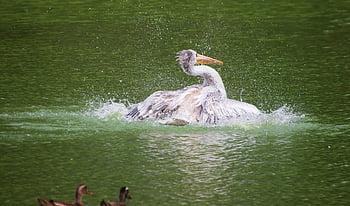 pelikán, jezero, brodivý pták, pták, anatidae, vodní pták, vodní ptáci, rybník, živočišného světa, volně žijících živočichů, vodních ptáků