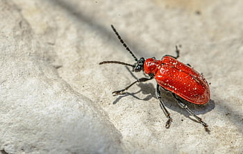 scarlet Lily Beetle, beetle, insect, red Lily Beetle, lily Leaf Beetle, lily Beetle, leaf Beetle, pest, nature, macro, closeup