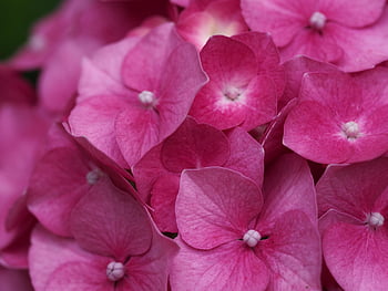 hydrangea, flower, hortensia, blossom, plant