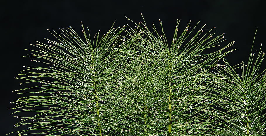 horsetail, field Horsetail, dew, dewdrop, waterdrop, feathered