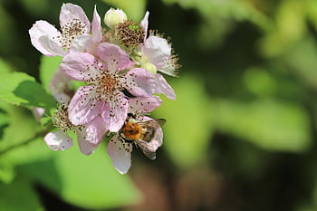 bumblebee, blackberry, rubus, insect, pollination, pink Flowers, shrub, plant, nature, close Up