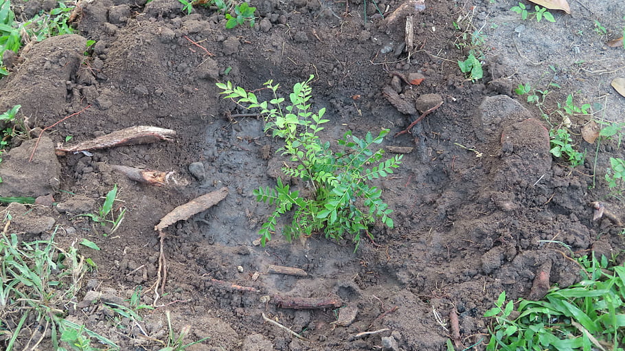 Sri Lanka, Winter, 2021, 2022, plant, soil, green, leaves, ground, nature, outdoors