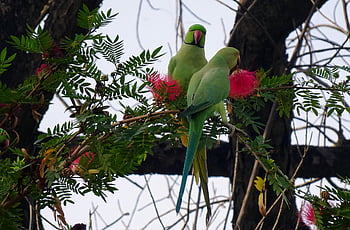 pták, andulka, zelená, krásné květiny, tropický, Papoušek, fauna, květinové tapety, Příroda, krmení, květ