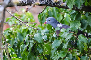 wood Pigeon, columba Palumbus, hidden, ivy, dove, garden, bird, nature, foraging, sitting, close Up