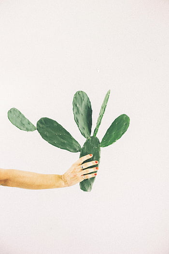 cactus, green cactus, hand holding cactus, manicured nails, spiky cactus, white background, close-up shot, cactus plant, person holding cactus, cactus against white background, green plant