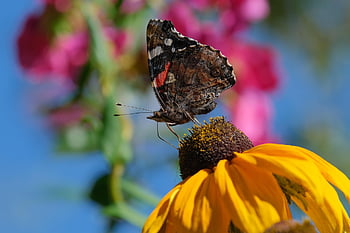 rudbeckia, butterfly, yellow Flower, red Admiral Butterfly, insect, coneflower, rose Flower, plant, nature, closeup, rose