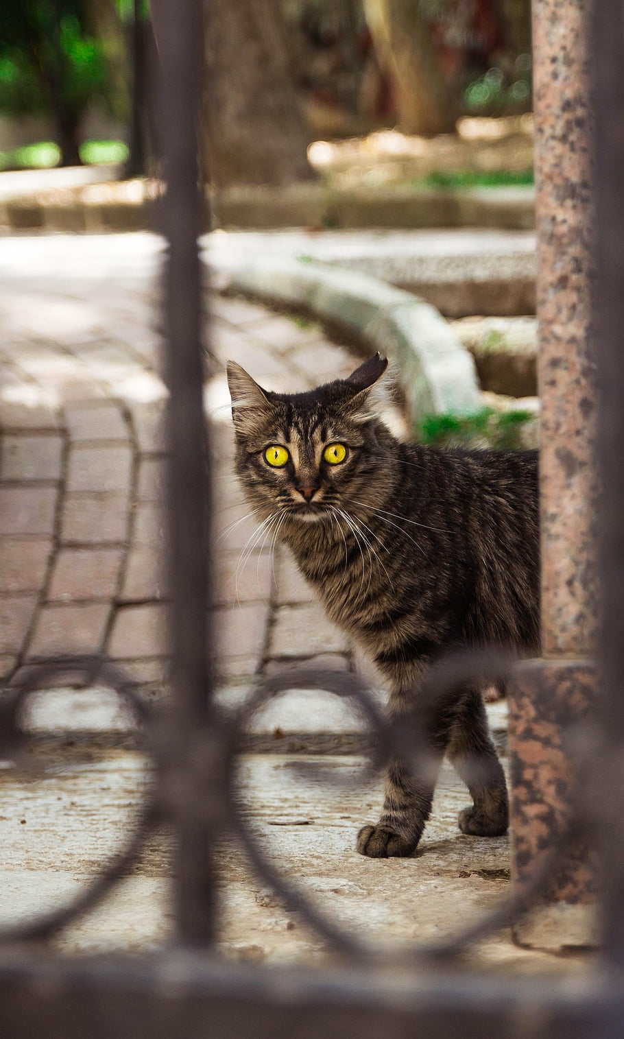 cat, feline, pet, kitten, animal, eye, look, domestic, fur, cute, istanbul