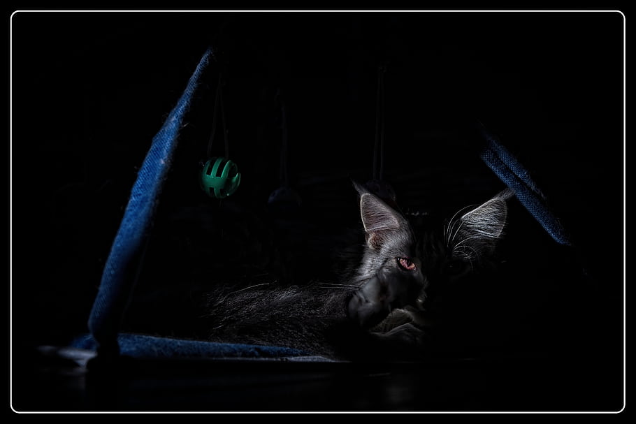 Maine Coon, cat, cat's eye, cat toy, chiaroscuro, light, shadow, pet, Lumix S1, whiskers, Pepper
