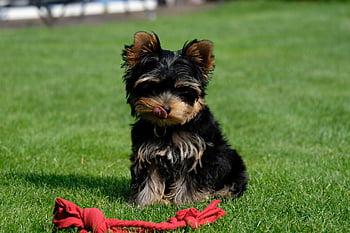 szczeniak, yorkshire terrier, zwierzę domowe, psi, zwierzę, pies, Natura, futro, pysk, ssak, pies portret