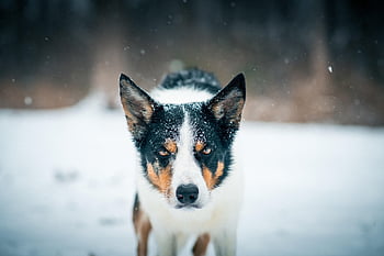 border kolie, psí, Pes, zvíře, domácí zvíře, pes ve sněhu, Border kolie ve sněhu, zimní pes, merle border kolie, modrá merle, Blue Merle Border Collie