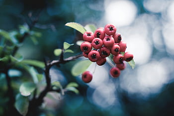 red berries, selective focus, nature's beauty, bright red, blurred greenery, natural beauty, red flower, branch, green leaves, outdoor photography, nature photography