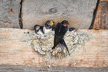barn Swallow, swallow, barn Swallows, house Swallow, fork Schwalbe, migratory Bird, swallow's Nest, young Swallows, young Swallow, feeding