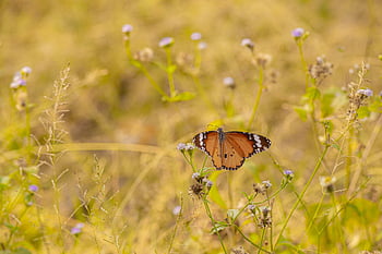plain, tiger, danaus, chrysippus, butterfly, tropical, thailand, asia, beauty In Nature, detail, summer