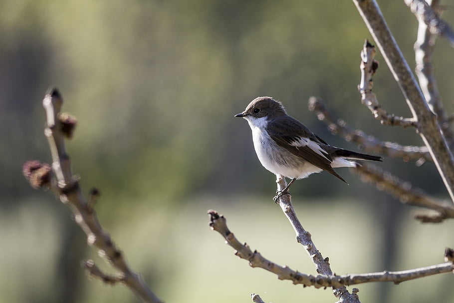 ευρωπαϊκό παρδαλό flycatcher, Ficedula hypoleuca, πουλί, πτηνά, κλαδί, φθινόπωρο, πράσινος, άγρια ζωή, φύλλα, φύση, πετώ