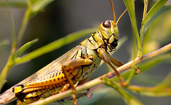 Obecný pole Grasshopper, saranče, kobylka, hmyz, Chyba, škůdce, Příroda, zblízka