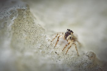 insetto, entomologia, ragno, specie, aracnide