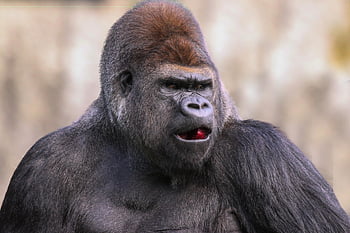 gorilla, primate, mammal, animal, ape, nature, gray Back, zoo, africa, hominid