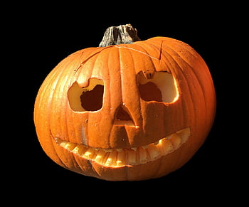 zucca, frutta, arancia, autunno, zucca gigante, pianta di zucca, grande, gigantesco, cibo, verdure, commestibile