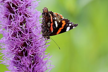 nádherná zářez, admirál, motýl, edelfalter, liatris spicata, vanessa atalanta, opylování, opylit, nektar, hmyz
