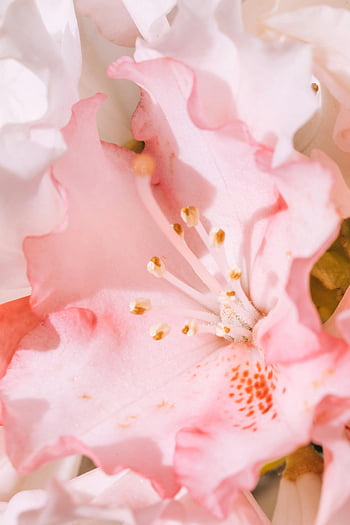 rosa blomst, makrofotografering, nærbilde, delikate kronblad, stamen, blomsterdetaljer, myk rosa, naturfotografering, blomst stamen, Petal Texture, vårblomstring