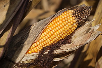 Mais, campo di mais, agricoltura, pianta, cibo, autunno, raccogliere, natura, avvicinamento, raccolto, all'aperto