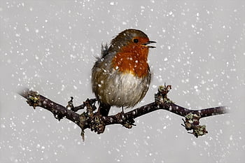 ロビン、 鳥、 ブランチ、 雪、 冬、 ロビンレッドブレスト、 ヨーロッパロビン、 スズメ目の鳥、 動物、 野生動物、 自然