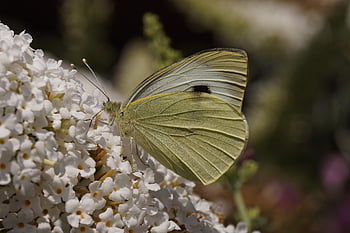 motýl, Velké zelí bílý motýl, pieris brassicae, entomologie, Příroda, hmyz, křídlo