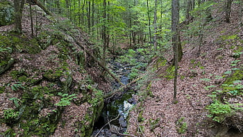 corriente, bosque, paisaje, naturaleza, agua, rocas, chapoteo, ambiente, fluido, Arroyo, al aire libre