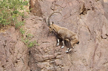 goat, mountain Goat, nubian Ibex, wildlife, nature, animal, horn, rocks, climbing, brown Mountain