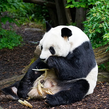 panda, panda Bear, animal, mammal, eat, nature, great Panda, asian, chinese