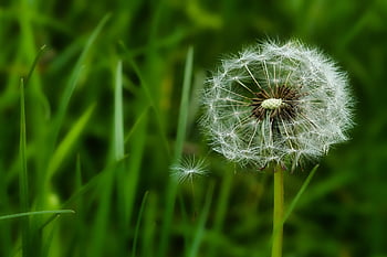 dente di leone, Fiore di campo, natura, semi, semi volanti, pianta, giardino, avvicinamento