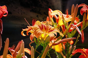 daylilies, květiny, oranžové květy, krásné květiny, zahrada, okvětní lístky, oranžové okvětní lístky, květinové tapety, květ, květinové pozadí, flóra