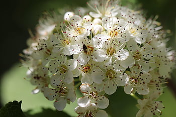 hawthorn, white Flowers, crataegus, blooming Branch, petals, sharpthorn, whitebeam, blossom, bloom, flora, nature