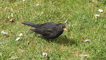 kos Black, turdus Merula, black Bird, basket, thrushes, in The Grass, a Bird In The Grass, on The Lawn